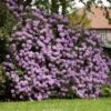 Lavender Rhododendron Shrub -Blooming Yard Rhododendron Lavender FGT 600x600 9d084bfd 402e 4a14 904d c3667851a20a