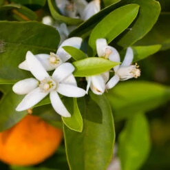 Robertson Navel Orange 10 Robertson Navel Orange -Blooming Yard Robertson Navel Orange 1