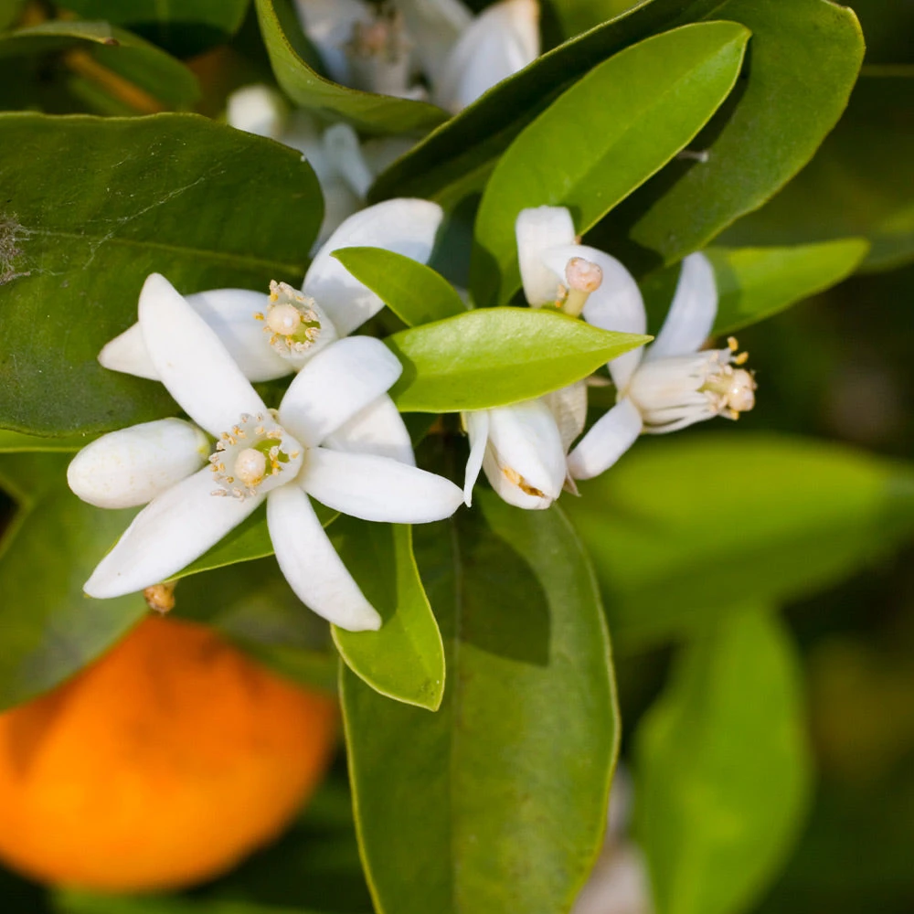 Robertson Navel Orange 5 Robertson Navel Orange - Image 3