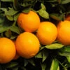Robertson Navel Orange -Blooming Yard Robertson Navel Orange FGT 600x600 a9f66161 ec44 4cfb 838f b40ef8e18604