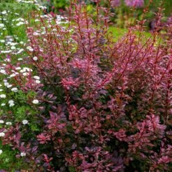 Rose Glow Barberry Shrub -Blooming Yard Rose GLow Barberry 3 FGT