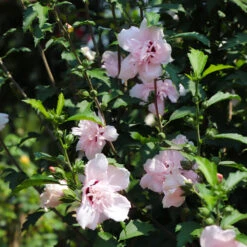 Pink Rose Of Sharon Althea Tree -Blooming Yard Rose of Sharon Althea 3 FGT
