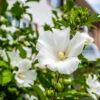 White Rose Of Sharon Althea Tree -Blooming Yard Rose of Sharon Tree White FGT sinlge 600x600 ce00831d 236e 4a00 ae4d 382b590a5bd4