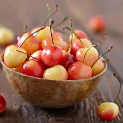 Royal Ann Cherry Tree -Blooming Yard Royal Ann CHerry Tree 1 FGT