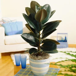 Sunset Hues House Plant Kit -Blooming Yard Rubber Tree BB 9853f49f 6d2e 4e25 8d11 6abd2adf323a