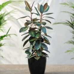 Air-Purifying House Plant Kit -Blooming Yard Rubber Tree FGT 41d06897 7e64 4438 9d3a fd7a33808734