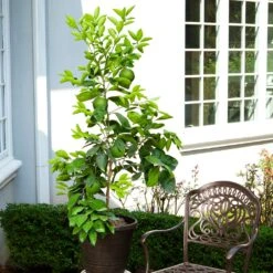 Ruby Red Grapefruit Tree -Blooming Yard Ruby Red Grapefruit 8