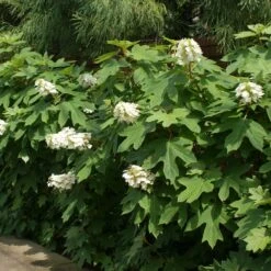 Ruby Slippers Hydrangea Shrub 8 Ruby Slippers Hydrangea Shrub -Blooming Yard Ruby Slippers Hydrangea 2