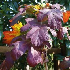 Ruby Slippers Hydrangea Shrub 9 Ruby Slippers Hydrangea Shrub -Blooming Yard Ruby Slippers Hydrangea 3