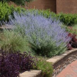 Russian Sage -Blooming Yard Russian Sage 1 FGT