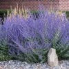 Russian Sage 1 Russian Sage -Blooming Yard Russian Sage FGT 600x600 023a0d31 7e5f 4c96 acc7 f16146bbb30f