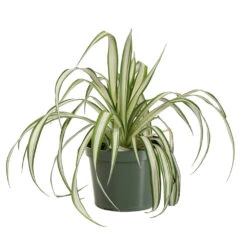 Spider Plant -Blooming Yard SPI PLA1