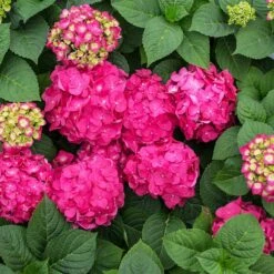 Endless Summer® Summer Crush® Hydrangea -Blooming Yard SUmmer Crush Endless SUmmer Hydrangea 11 FGT