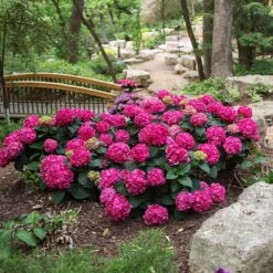 Endless Summer® Summer Crush® Hydrangea -Blooming Yard SUmmer Crush Endless SUmmer Hydrangea 3 FGYT