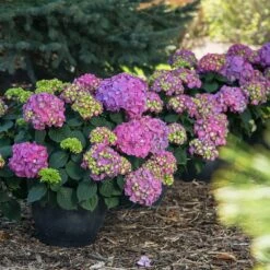 Endless Summer® Summer Crush® Hydrangea -Blooming Yard SUmmer Crush Endless SUmmer Hydrangea 9 FGT
