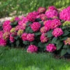 Endless Summer® Summer Crush® Hydrangea -Blooming Yard SUmmer Crush Endless SUmmer Hydrangea FGT 600x600 0b6c1771 f284 47de aec9 fd3a74118d9a