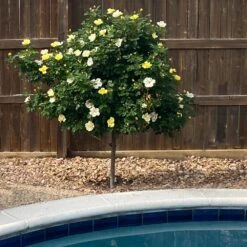 Sunny Knock Out® Rose Tree -Blooming Yard SUnny knockout Rose Tree 3