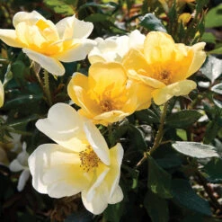 Sunny Knock Out® Rose Tree -Blooming Yard SUnny knockout Rose Tree 4 FGT