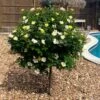 Sunny Knock Out® Rose Tree -Blooming Yard SUnny knockout Rose Tree FGT 600x600 e7cea815 3cdf 4b5d 992e 2a43e91401b3