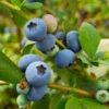 Sunshine Blue Blueberry Bush -Blooming Yard SUnshine BLue Blueberry 600x600 098e1864 ee66 427c 8dcd c9654f9f3607