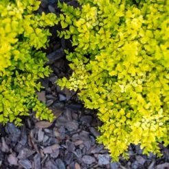 Sunshine Ligustrum Shrub -Blooming Yard SUnshine Ligustrum 2 FGT