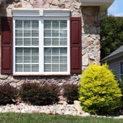 Sunshine Ligustrum Shrub -Blooming Yard SUnshine Ligustrum 5