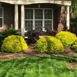 Sunshine Ligustrum Shrub -Blooming Yard SUnshine Ligustrum 7 e9be5f8f a606 4495 ac32 d8f61b2e15c7