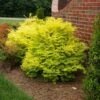 Sunshine Ligustrum Shrub -Blooming Yard SUnshine Ligustrum FGT 600x600 f0101ae6 a571 46c8 bebd 540fda4bb091