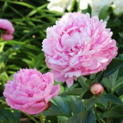 Sarah Bernhardt Peony -Blooming Yard Sarah Bernhardt Peony 5 FGT