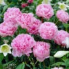 Sarah Bernhardt Peony -Blooming Yard Sarah Bernhardt Peony FGT 600x600 e70c2647 9848 4dc7 b9ab 381a2413ee08
