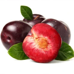 Satsuma Plum Tree -Blooming Yard Satsuma Plum 2