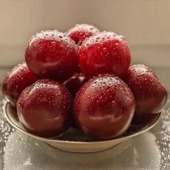 Satsuma Plum Tree -Blooming Yard Satsuma Plum 3