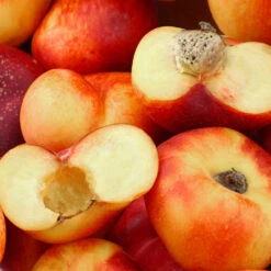 Donut Saturn Peach Tree -Blooming Yard Saturn Peach Tree 1 c5562afa 6180 4bc9 93b7 f9f53b5d2cd0