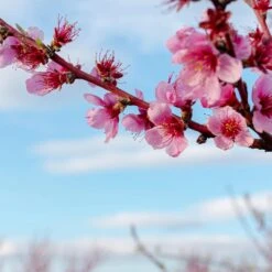 Saturn Peach Tree -Blooming Yard Saturn Peach Tree 4