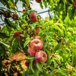 Saturn Peach Tree -Blooming Yard Saturn Peach Tree 5