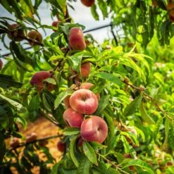 Donut Saturn Peach Tree -Blooming Yard Saturn Peach Tree 5 21ea4320 798c 41bd 932e b7297febbf6c