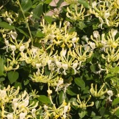 Blooming Yard -Blooming Yard Scentsation Honeysuckle 3