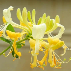 'Scentsation' Honeysuckle Vine -Blooming Yard Scentsation Honeysuckle 4
