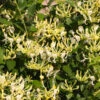'Scentsation' Honeysuckle Vine -Blooming Yard Scentsation Honeysuckle FGT 600x600 713e20ee 2c4a 473d aef8 938f3d3fffc2
