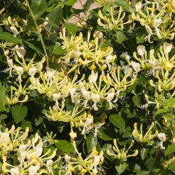 Blooming Yard 35 'Scentsation' Honeysuckle Vine