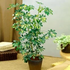 Sunset Hues House Plant Kit -Blooming Yard Schefflera Trinette 1 8e92dc51 dc29 482e 9d14 119cf31a7b14