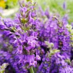Sensational™ Lavender Plant -Blooming Yard Sensational Lavender 10