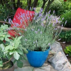 Sensational™ Lavender Plant -Blooming Yard Sensational Lavender 5