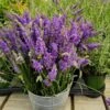 Sensational™ Lavender Plant -Blooming Yard Sensational Lavender 600x600 5b5ad5ce 84f6 418c 844c 43c327506630