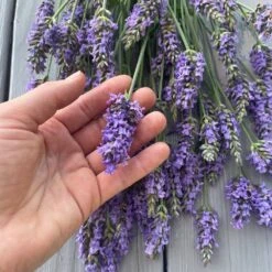 Sensational™ Lavender Plant -Blooming Yard Sensational Lavender 8 FGT