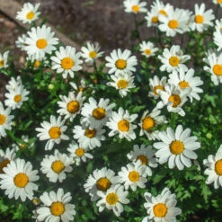 Becky Shasta Daisy -Blooming Yard Shasta Daisy Becky 2 FGT