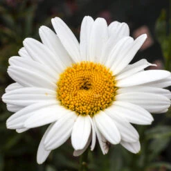Becky Shasta Daisy -Blooming Yard Shasta Daisy Becky 4 FGT