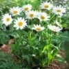 Becky Shasta Daisy -Blooming Yard Shasta Daisy Becky FGT 600x600 af50740b a8bf 4b03 8b4a 7a56d70a6be3