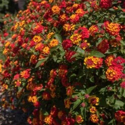 Shazam Lantana -Blooming Yard Shazam Lantana 2