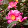 Camellia 'Shi-Shi Gashira' Shrub -Blooming Yard ShiSHi Gashira Camellia FGT 600x600 bafe4450 79ed 4016 84c6 d7fcb64225e8
